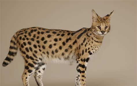 Savannah Cat Breed Information Facts & 30+ Pictures | FallinPets