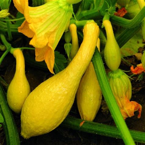 Early Summer Crookneck Squash