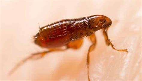 Flea Control - Flea Extermination & Removal | 24H Pest Pros