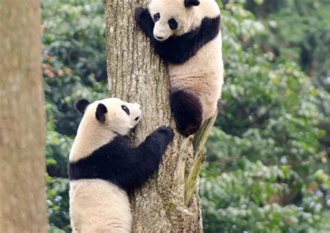 Giant Panda Behavior - AnimalBehaviorCorner