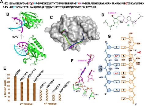 Structure of Bh RNase H. (A) Sequence of RNase H. Residues contacting... | Download Scientific ...