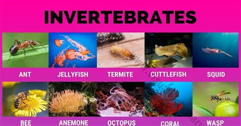 Invertebrates: 40 Great List of Animals that Are Invertebrates - Visual Dictionary