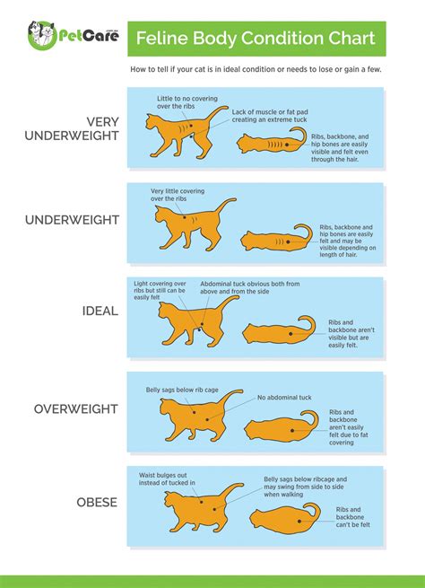 Ideal Cat Weight | What's Right for Your Cat to be Healthy