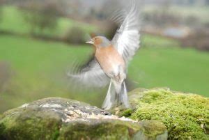 peak district wildlife | Peak District