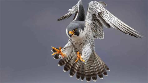 Peregrine Falcon Speed: How Fast Can Peregrine Falcons Dive? - Zooologist