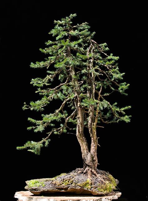 Norway Spruce | Bonsai Nut