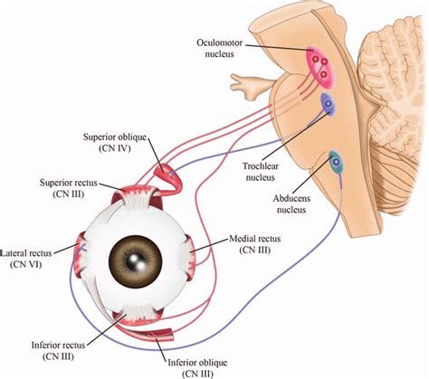 Representation of eyelid muscles and their innervation. | Download ...