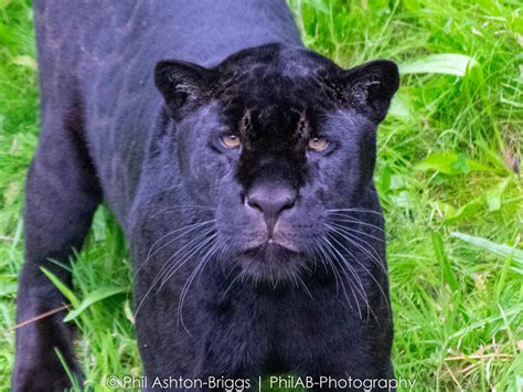 Jaguar at Chester Zoo by PhilAB-Photography on DeviantArt