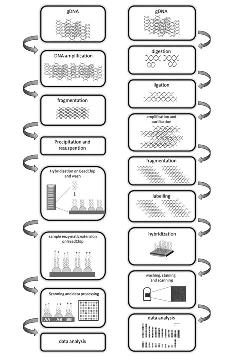 Schematic view of SNP array analysis by Affymetrix (right) and Illumina... | Download Scientific ...