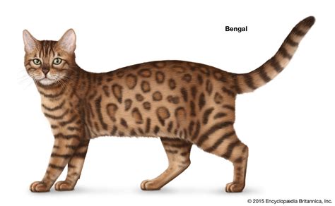 Shorthair Cat Breeds | Britannica