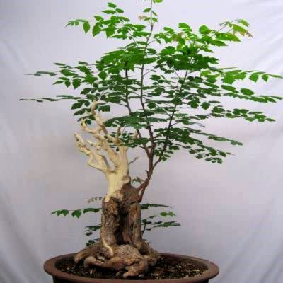 Koelreuteria Paniculata - Golden Rain Tree Bonsai & Bonsai EBook - 5 Seed Pack | Online Seed Store