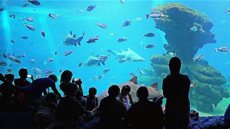 Palma Aquarium • Tourist Attraction Palma de Mallorca