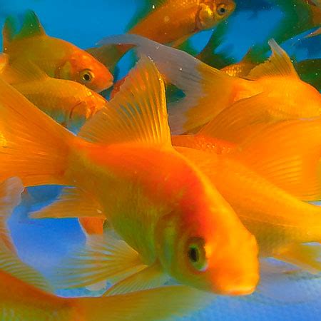 Yellow Goldfish 4/5'' - Aquatics To Your Door