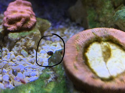 Baby Nassarius Snail? | Reef2Reef