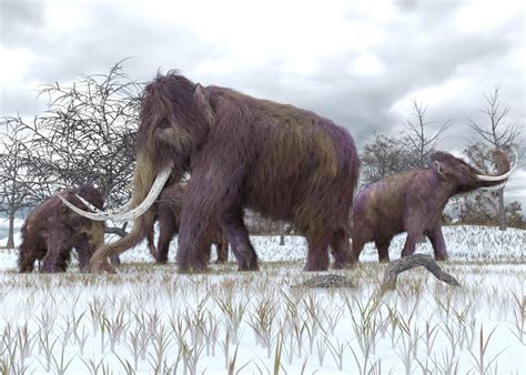 Baby mammoth found preserved in the Yukon