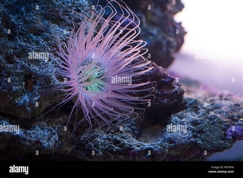 Beautiful sea anemone lighting up in purple blue and pink vibrant colors aquatic underwater ...