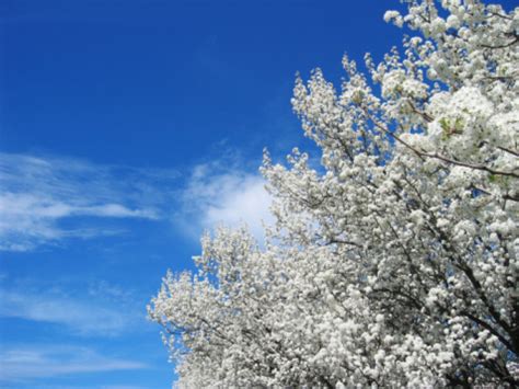 Pohon Berbunga Foto Stok - Unduh Gambar Sekarang - Awan - Langit, Bunga, Fotografi - Citra - iStock