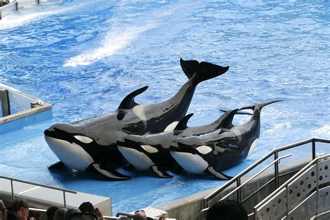 SeaWorld transitions to new mission of conservation and rehabilitation - Theme Park Tribune ...