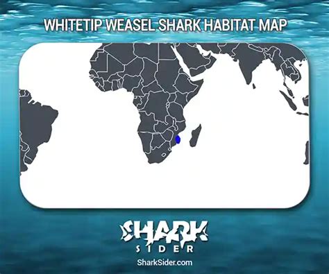 Whitetip Weasel Shark– Facts, Size, Behavior, Diet, Pictures