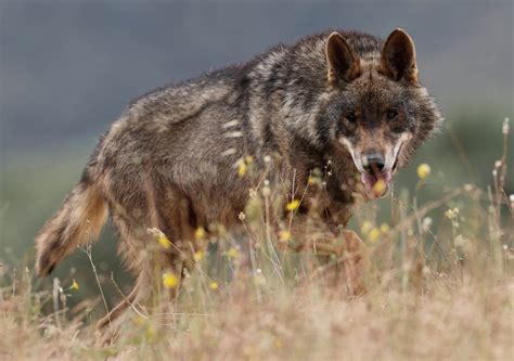 Wildlife sightings in Asturias Spain | Wanderlust