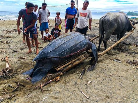 Giant leatherback sea turtle found dead in Camarines Sur