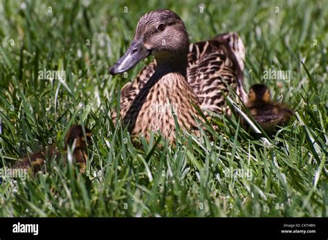 Mom and baby ducks Stock Photo - Alamy