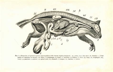 Why can't a woodchuck chuck wood? : r/shittyaskscience