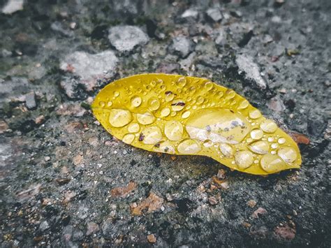 Acid Rain And Plant Damage - Effects Of Acid Rain On Plant Growth