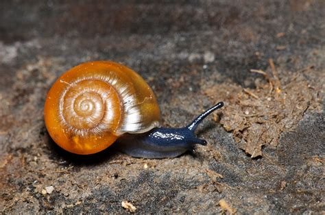 A simple guide to Britain's snails - Country Life