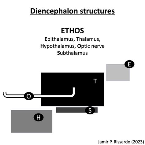 ETHOS Diencephalon!!! #MedTwitter #neurotwitter #EndNeurophobia #tweetorials 1/ - Thread from ...