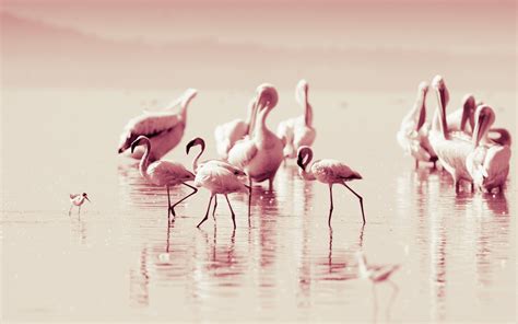 Flamingo Wallpapers - Wallpaper Cave