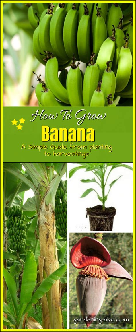 How to Grow Bananas: Useful Tips For Banana Planting