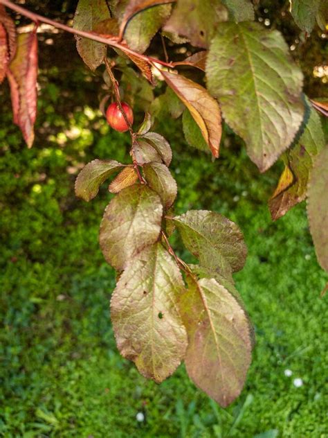 Plum Tree and Fruit 25932296 Stock Photo at Vecteezy