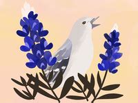 Illinois State Bird and Flower by Sarah Ferone on Dribbble