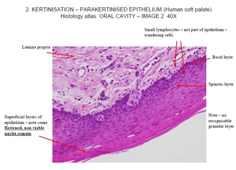 Mucogingival Junction Histology