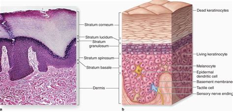 Layers Of The Epidermis Stratum Granulosum