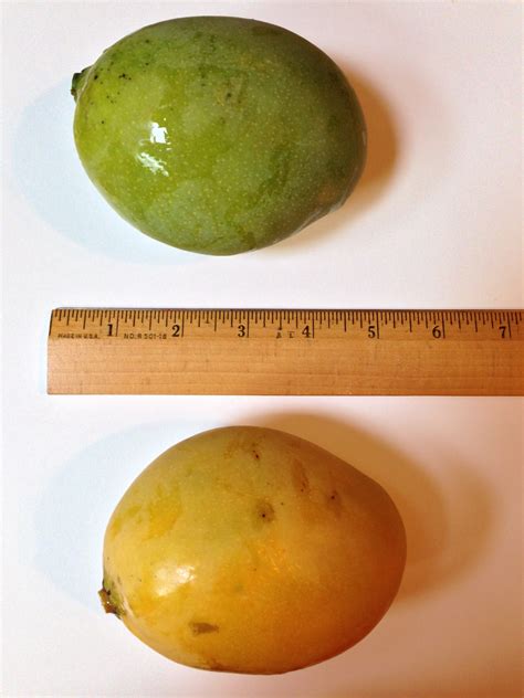 Forum: Identify Mango tree. Please help.