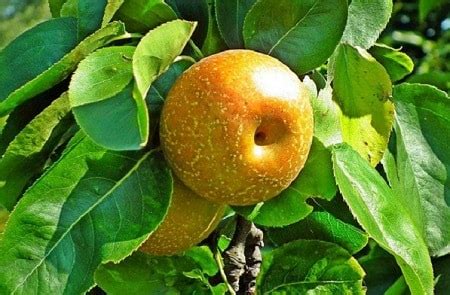 Asian Pear Trees: All You Need to Know to Grow Asian Pears at Home • Sow Small Garden