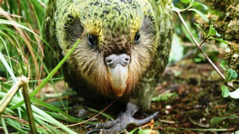 Bumper breeding season boosts Kākāpō population: Media release 9 August ...