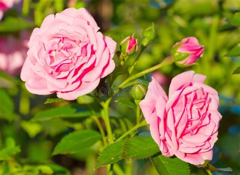 Beautiful wild pink roses stock photo. Image of aroma - 20411690