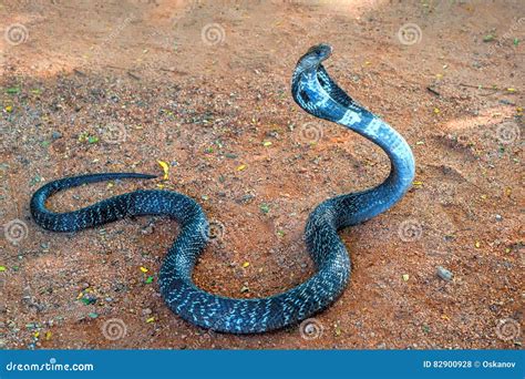 Wild Indian Cobra on Ground Stock Photo - Image of cobra, instrument: 82900928