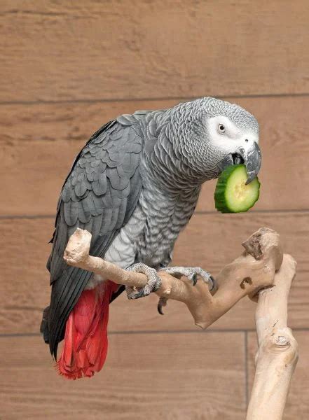 Swearing Parrots split up by Zoo Keepers After Egging Each Other on to Cuss - Outdoor Revival