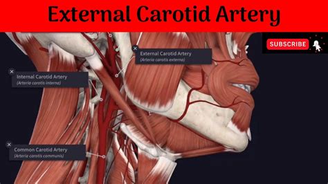 Internal Carotid Artery Branches Mnemonic