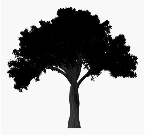 Silhouette, Elm, Tree, Elm Tree, Isolated, Black - American Elm Tree ...