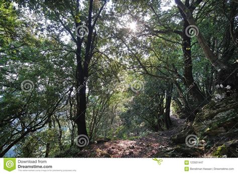 Hiking Trail in Chestnut Groove ,corsica Stock Image - Image of mountain, landscape: 123501447