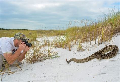 Toxic tiger rattlesnake venom advances genetic science techniques | NSF - National Science ...