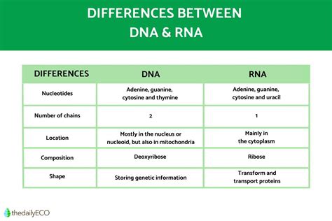 Structure Of Rna And Types Of Rna Comparison Between Dna And Rna | Porn Sex Picture