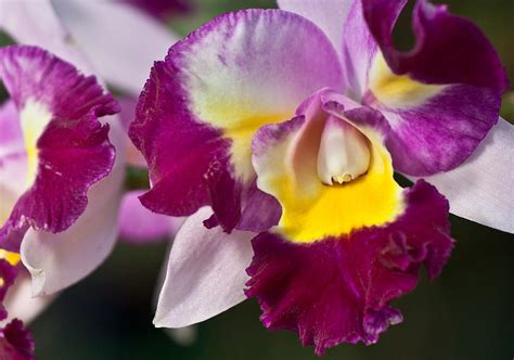 Cataleya Orchid Hybird Photograph by Rick Roth - Fine Art America