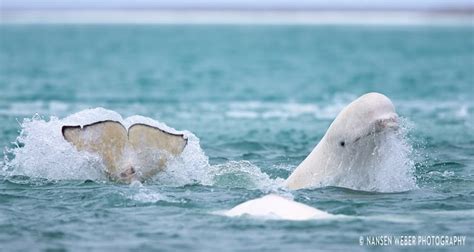 Stunning drone video shows beluga whales in Arctic | CBC News