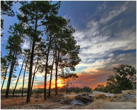 Pine Forest Sunset 2 by tmz99 on DeviantArt